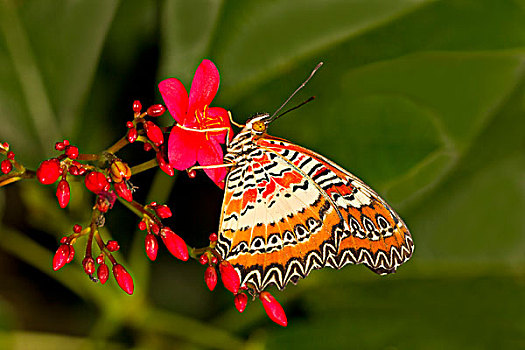 比布里斯,红色,草蜻蛉,东南,亚洲