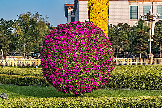 北京市天安门广场花坛植物景观