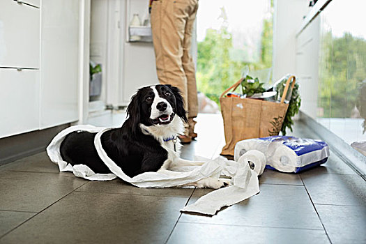 狗,展开,卫生纸,地板