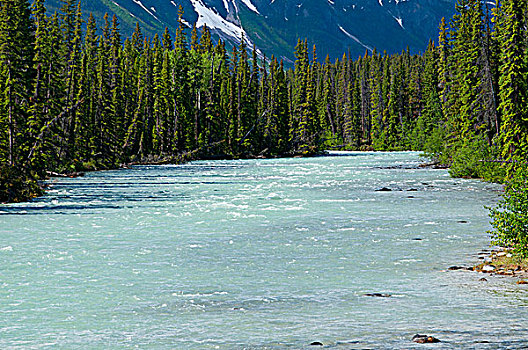 河,流动,树林,漩涡,碧玉国家公园,艾伯塔省,加拿大