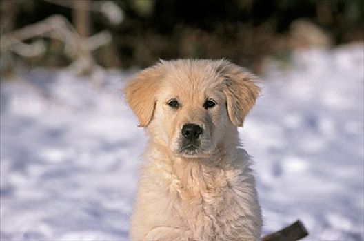 特写,金毛猎犬,小狗,雪,背景