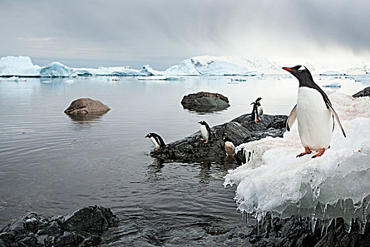 南极,岛屿,巴布亚企鹅,站立,岩石,海岸线,远眺