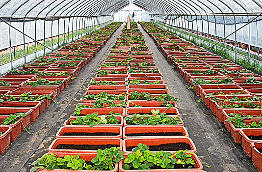 培育,草莓植物,箔,隧道,日常,农场,蒙古,亚洲