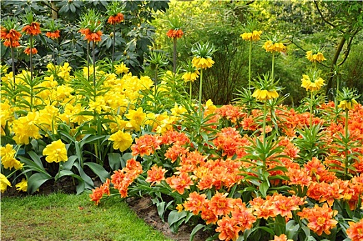 黄色,橙色,皇冠,贝母属植物,库肯霍夫公园,公园,荷兰