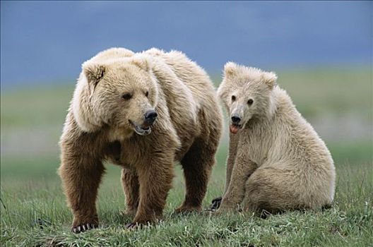 大灰熊,棕熊,幼兽,母兽,卡特麦国家公园,阿拉斯加