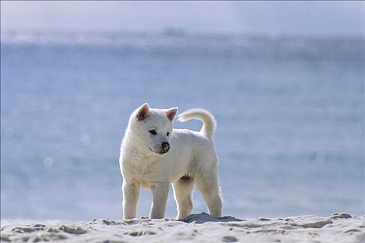 狗,小动物,海滩