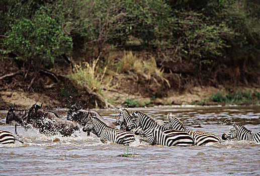 非洲,肯尼亚,马赛马拉国家保护区,白氏斑马,角马,河,大幅,尺寸