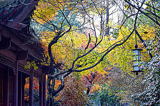 杭州孤山公园西泠印社秋景