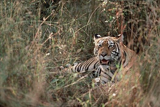孟加拉虎,虎,保护色,高草,印度