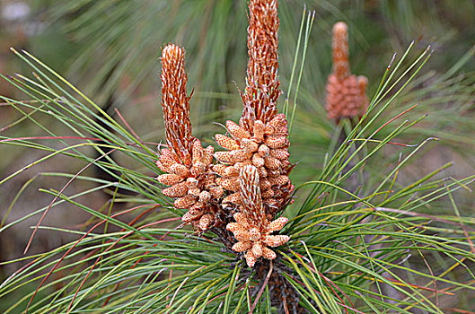 黄松花,松树,黄松,花,植物,花朵,中药材