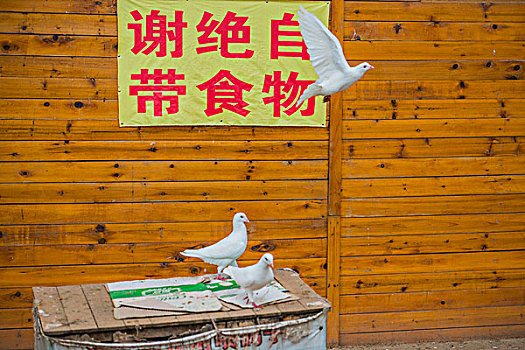 鸽子,和平,鸽,房子