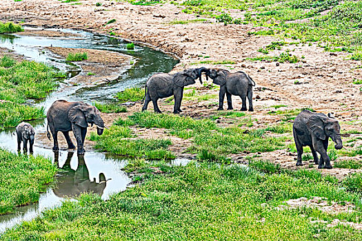 非洲象,河,塔兰吉雷,坦桑尼亚,非洲