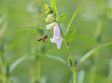 芝麻花上的小蜜蜂