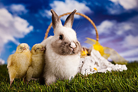 兔子,幼禽,青草