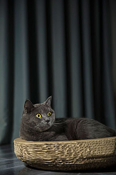 一只灰色的英国短毛蓝猫
