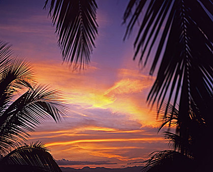 棕榈树,日落,天空,瓜德罗普,法国,西印度群岛
