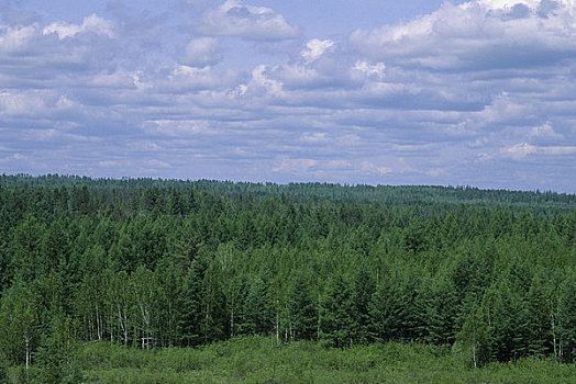 俄罗斯,西伯利亚,靠近,针叶林带,树林,落叶松属植物,桦树