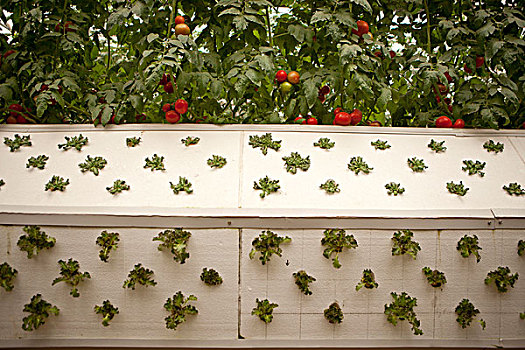 大棚里的番茄和栽培的幼苗