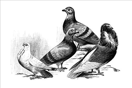 木刻,海鸥,鸽子,假发,左边,右边