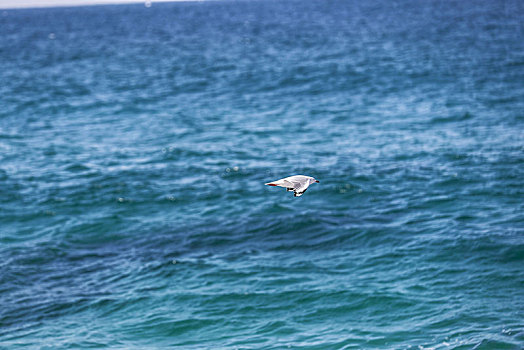 海平面飞翔的海鸥