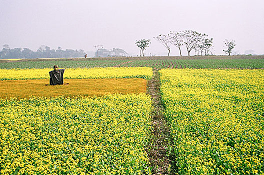 地点,孟加拉,十二月,2007年