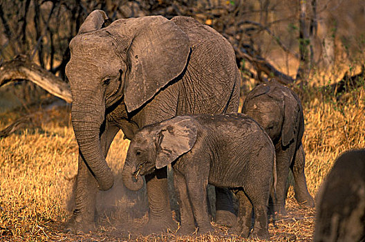 博茨瓦纳,莫雷米禁猎区,大象,牧群,非洲象,走,干草,靠近,日落