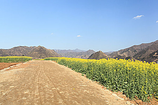 陕西蓝田玉山油菜花