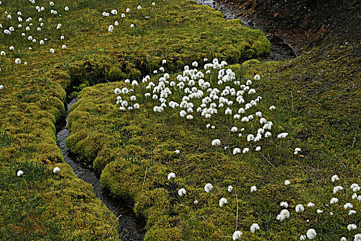 冰岛,羊胡子草,草地,小溪