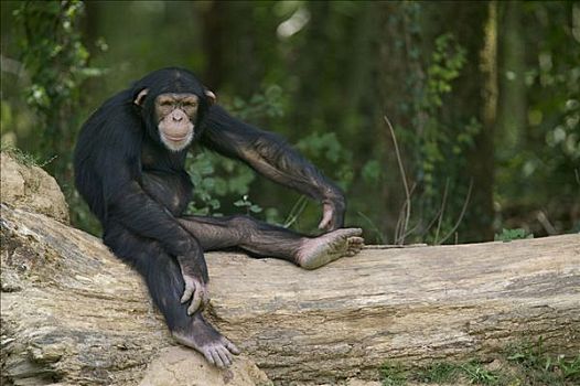 倭黑猩猩,坐,秋天,树,灵长类,中心,法国