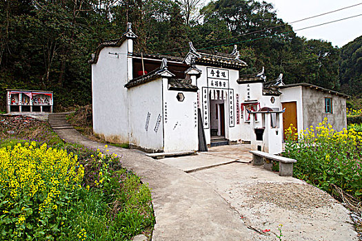 江西婺源,思溪延村,油菜花,徽派建筑,民居