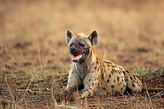 斑鬣狗,成年,躺着,地面,警惕,克鲁格国家公园,南非,非洲