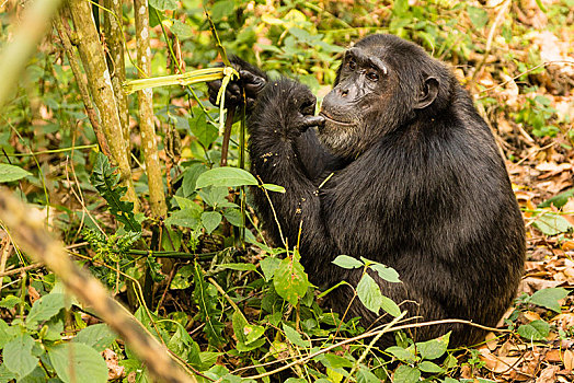 普通,黑猩猩,类人猿,坐,树林,国家公园,乌干达,非洲