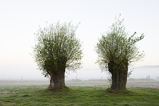 晨雾,上方,老,柳树,树,吕根岛,梅克伦堡,德国
