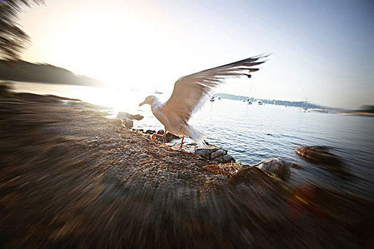 海鸥,展翅,日落
