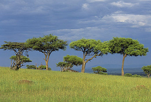 肯尼亚,马赛马拉,风景,树