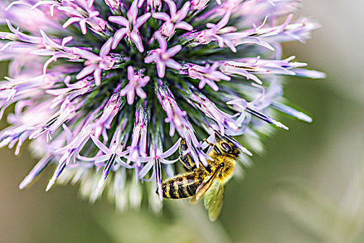 蜜蜂,收集,花粉,球体,蓟属植物,德国,欧洲