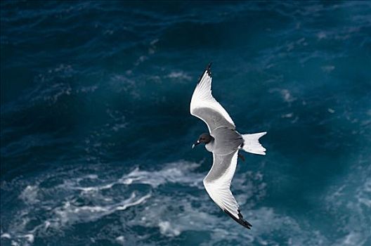 海鸥,飞跃,胡德岛,加拉帕戈斯群岛,厄瓜多尔