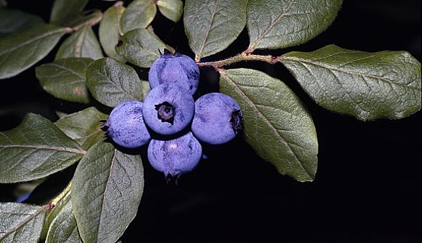 蓝莓,植物