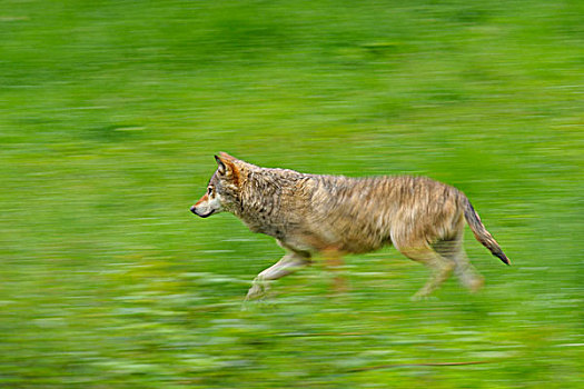跑,大灰狼,巴伐利亚,德国