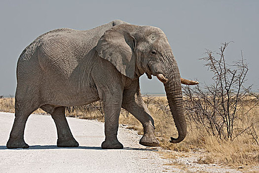 纳米比亚,埃托沙国家公园,大象,穿过,道路