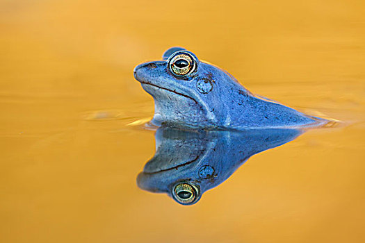 田野林蛙,雄性,萨克森安哈尔特,德国,欧洲