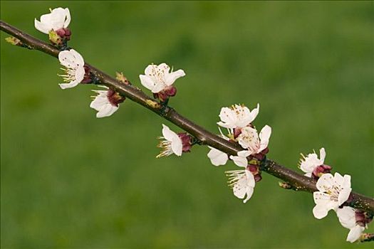 杏,花