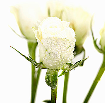 白色,玫瑰,露珠
