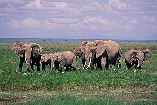 非洲,肯尼亚,安波塞利国家公园,非洲象,牧群,牛背鹭