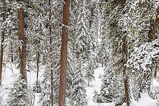 重,下雪,树林,靠近,白鲑,蒙大拿,美国