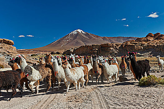 美洲驼,安迪斯山脉,玻利维亚