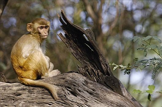 猕猴,幼小,坐,登录,城镇,拉贾斯坦邦,印度
