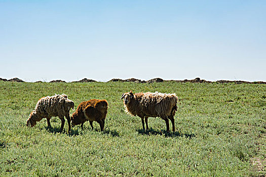 新疆伊犁那拉提草原羊群