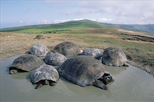 阿尔斯多火山海岛陆龟,加拉巴哥象龟,群,打滚,暂时,下雨,季节,水池,阿尔斯多火山,伊莎贝拉岛,加拉帕戈斯群岛,厄瓜多尔