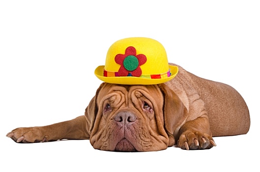 狗,戴着,黄色,圆顶礼帽,帽子